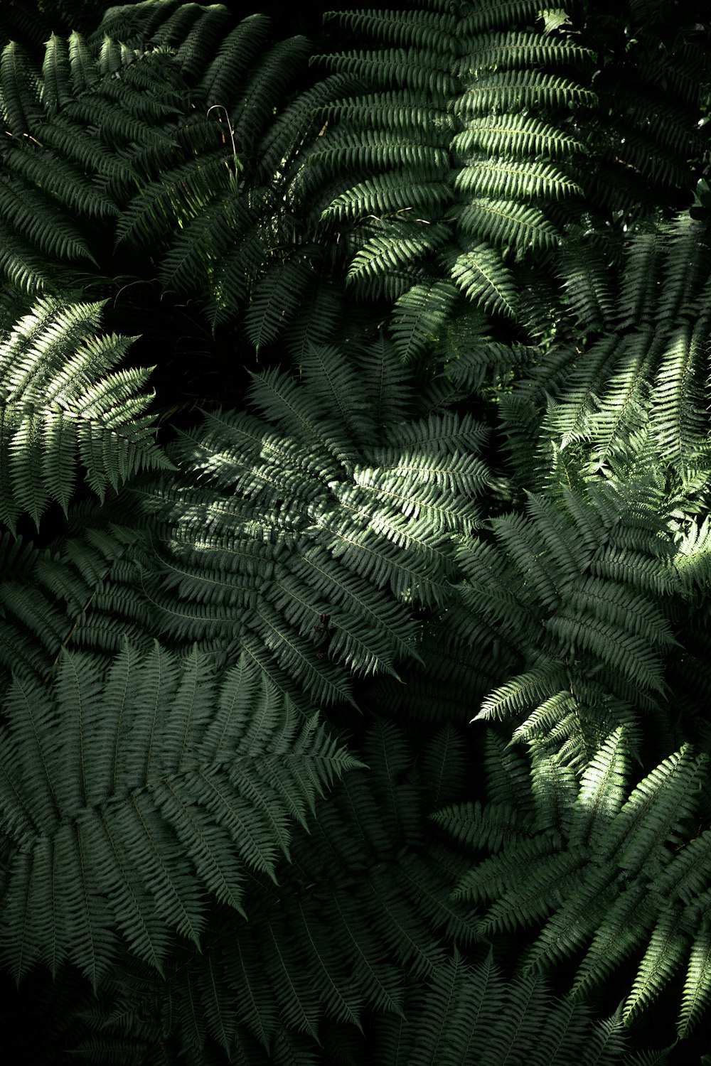 green fern plant during daytime