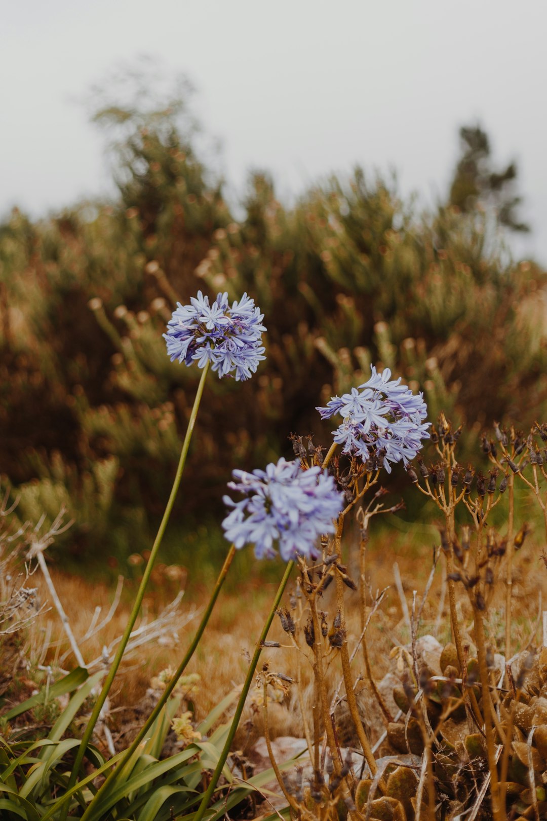 white and purple flowers in tilt shift lens