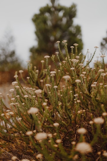 A close-up view of wild plants with slender green stems and small white flowers in a natural setting. The background is blurred, showcasing larger trees and indicating an outdoor environment.