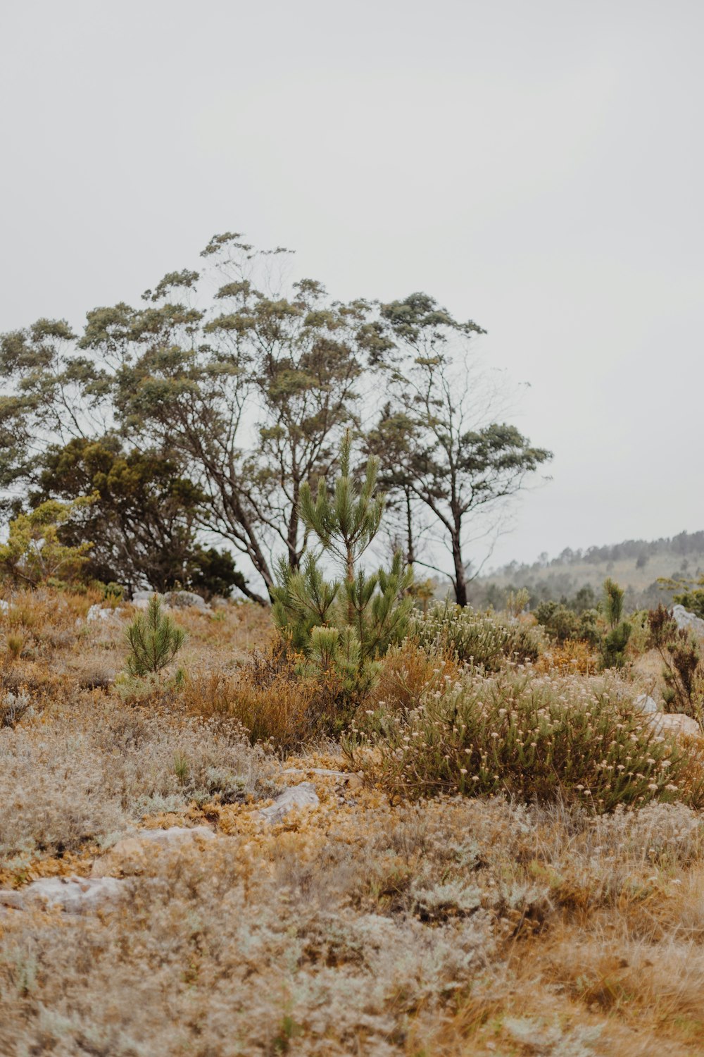 arbres verts sur champ brun pendant la journée