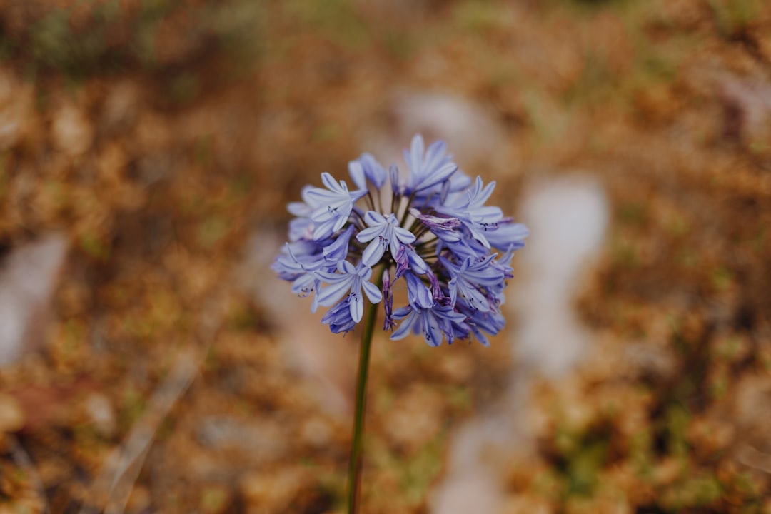 purple flower in tilt shift lens