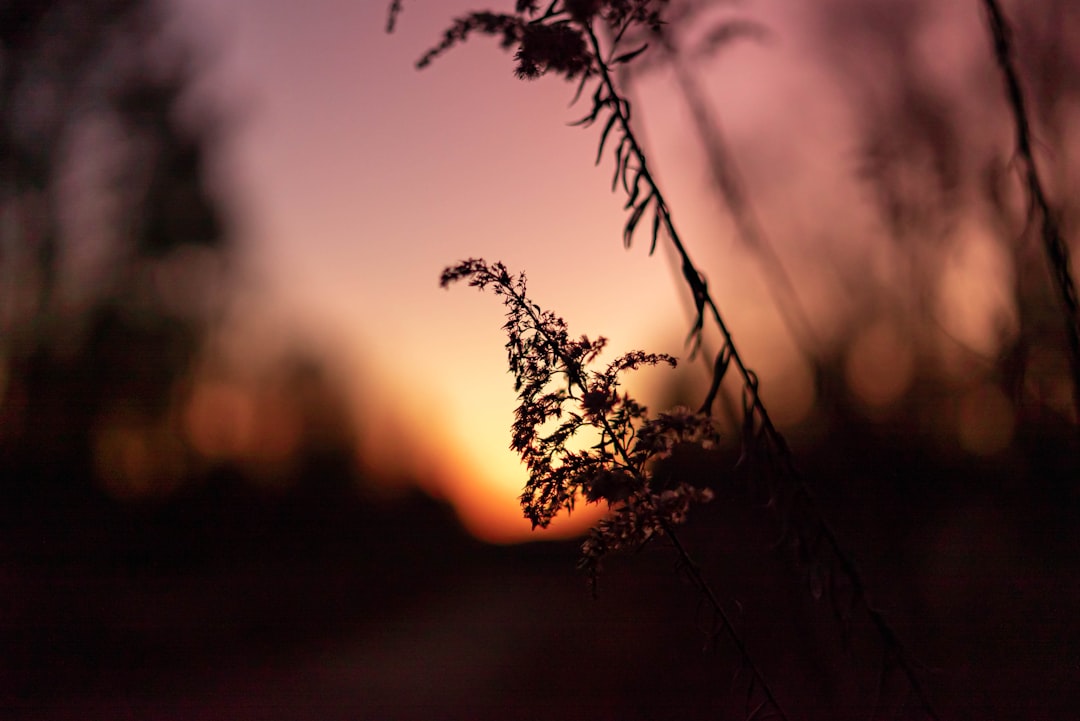 silhouette of plant during sunset