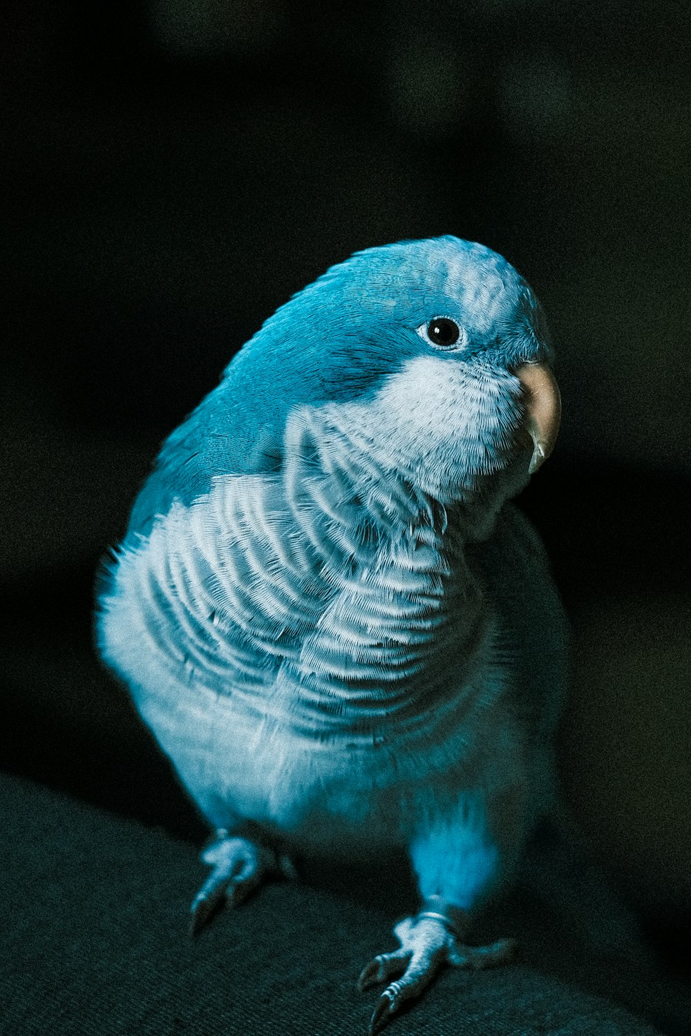 blue and white bird on black textile