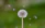 A close-up of hands releasing a dandelion seed head.