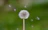 A close-up of hands releasing a dandelion seed head.