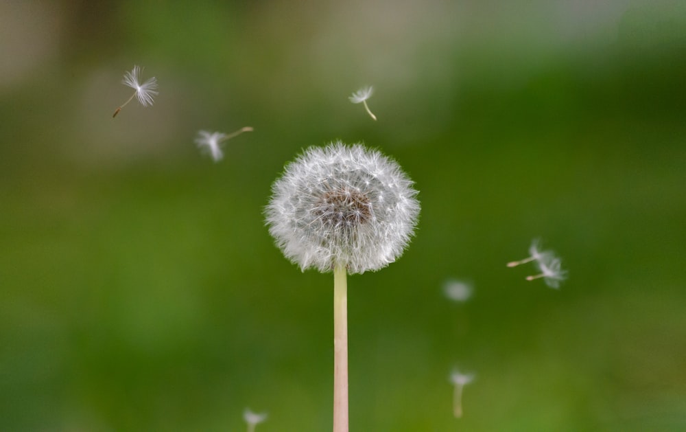 white dandelion in close up photography