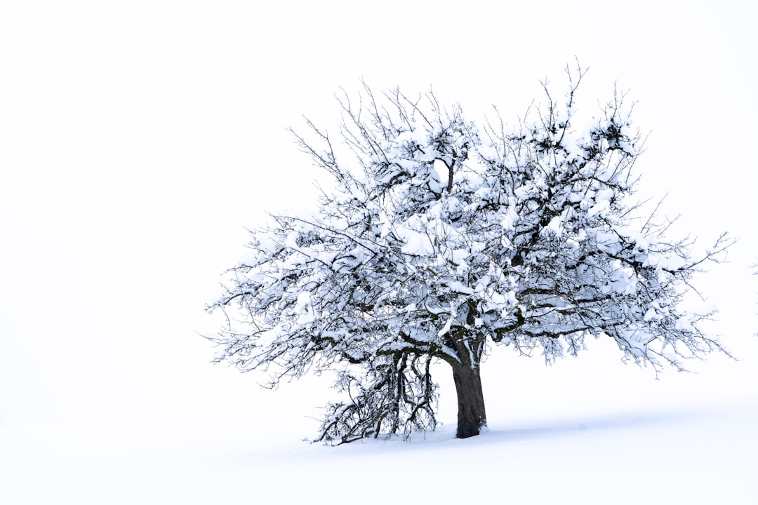 black tree covered with snow