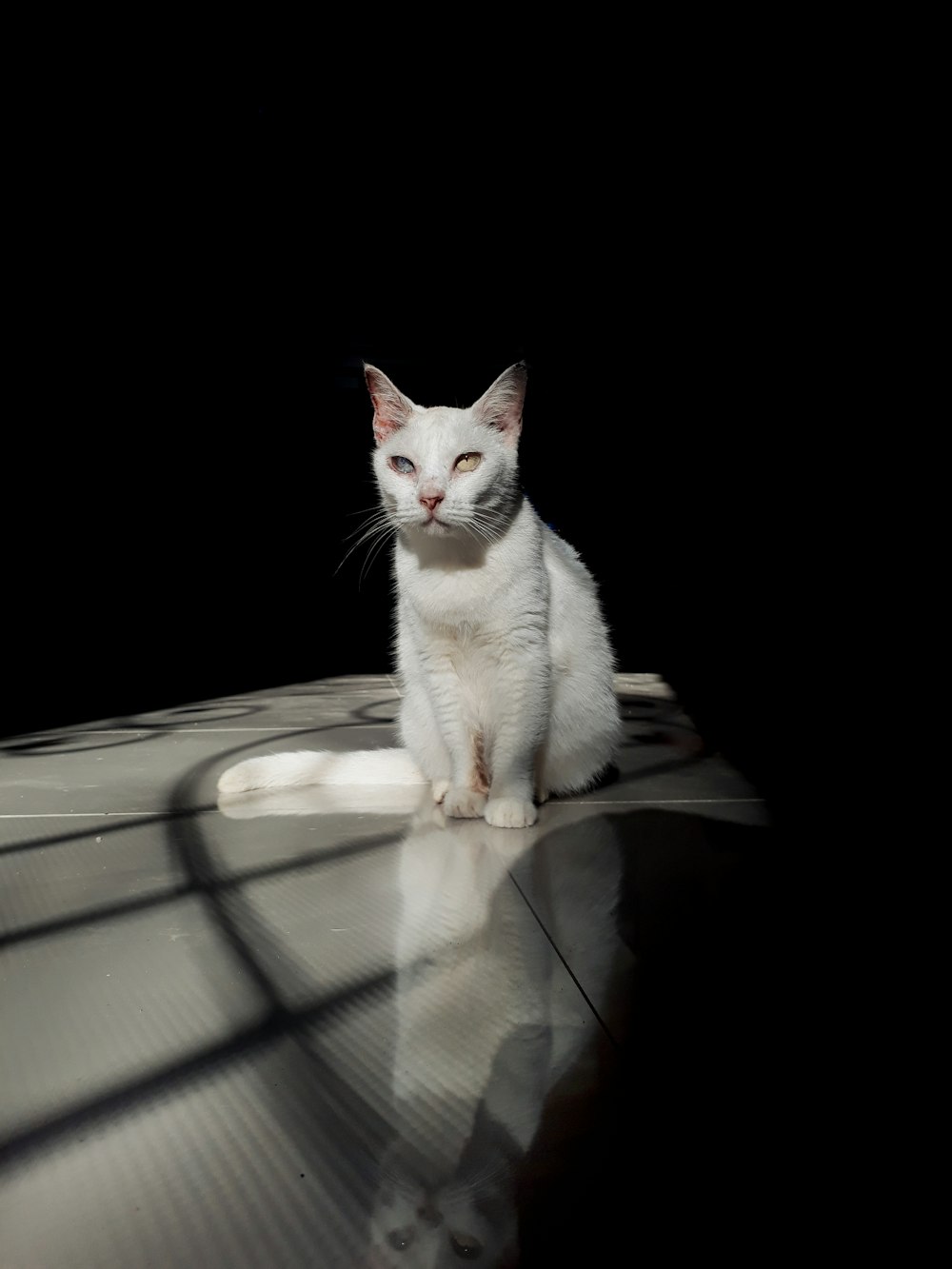 white cat on brown wooden table
