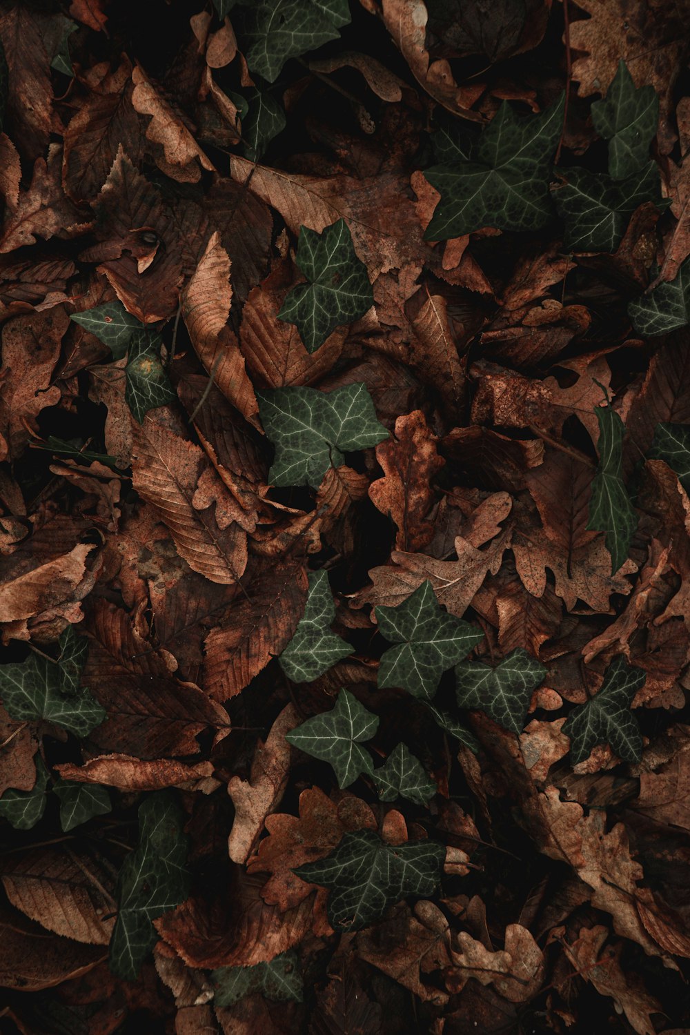 brown dried leaves on ground