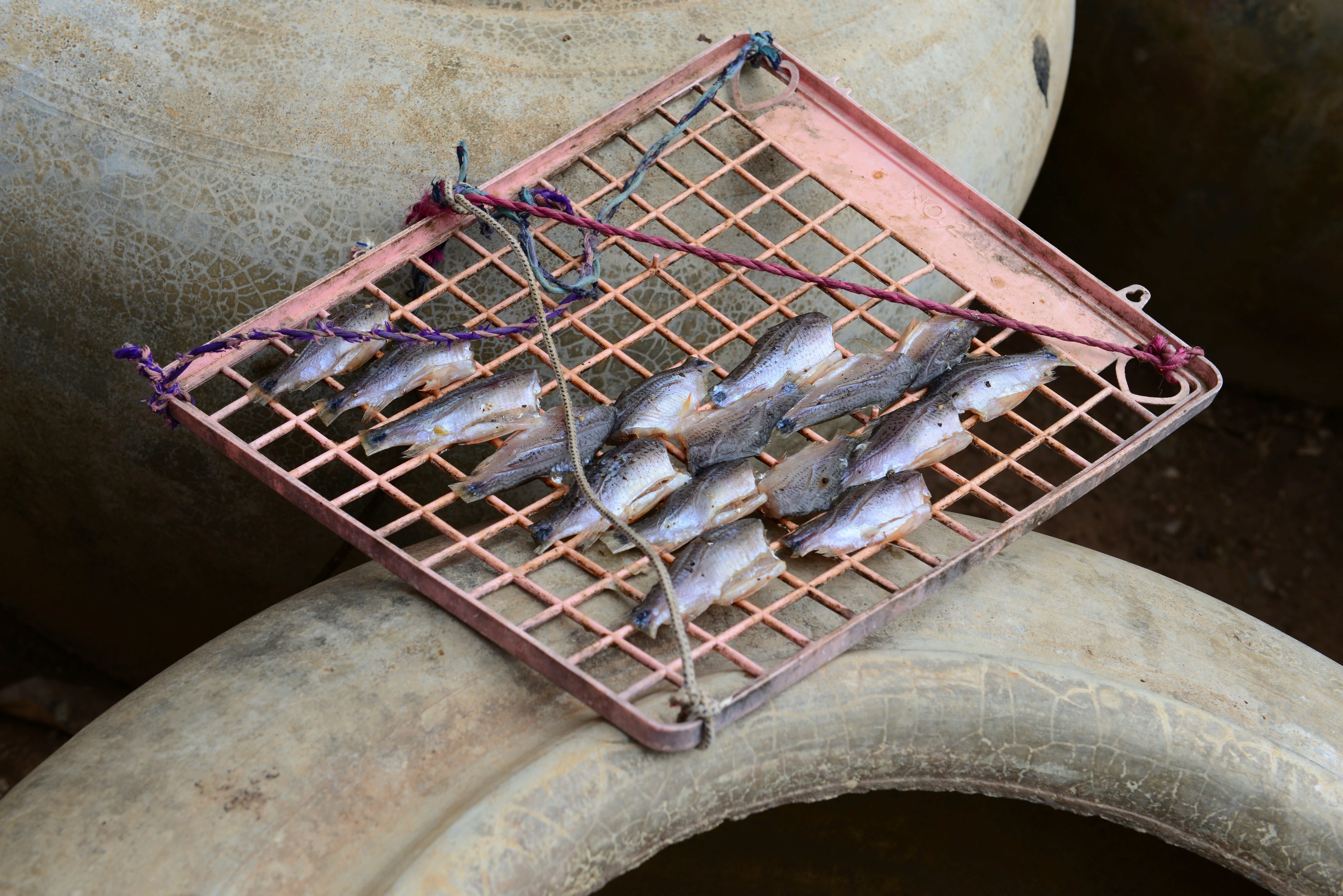 fish on gray metal frame