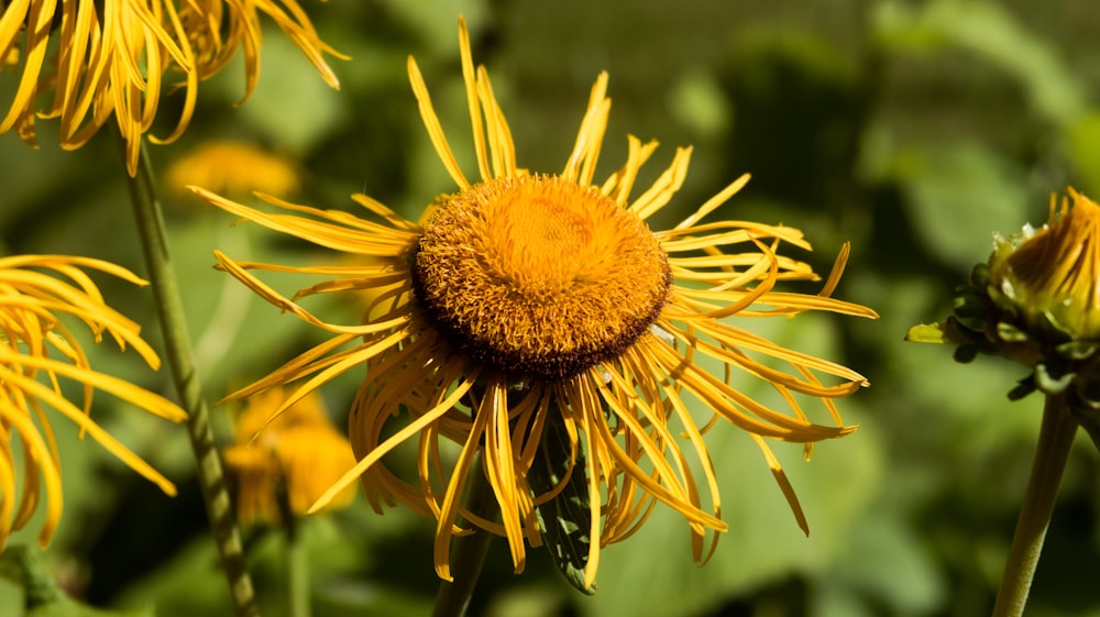 yellow sunflower in tilt shift lens