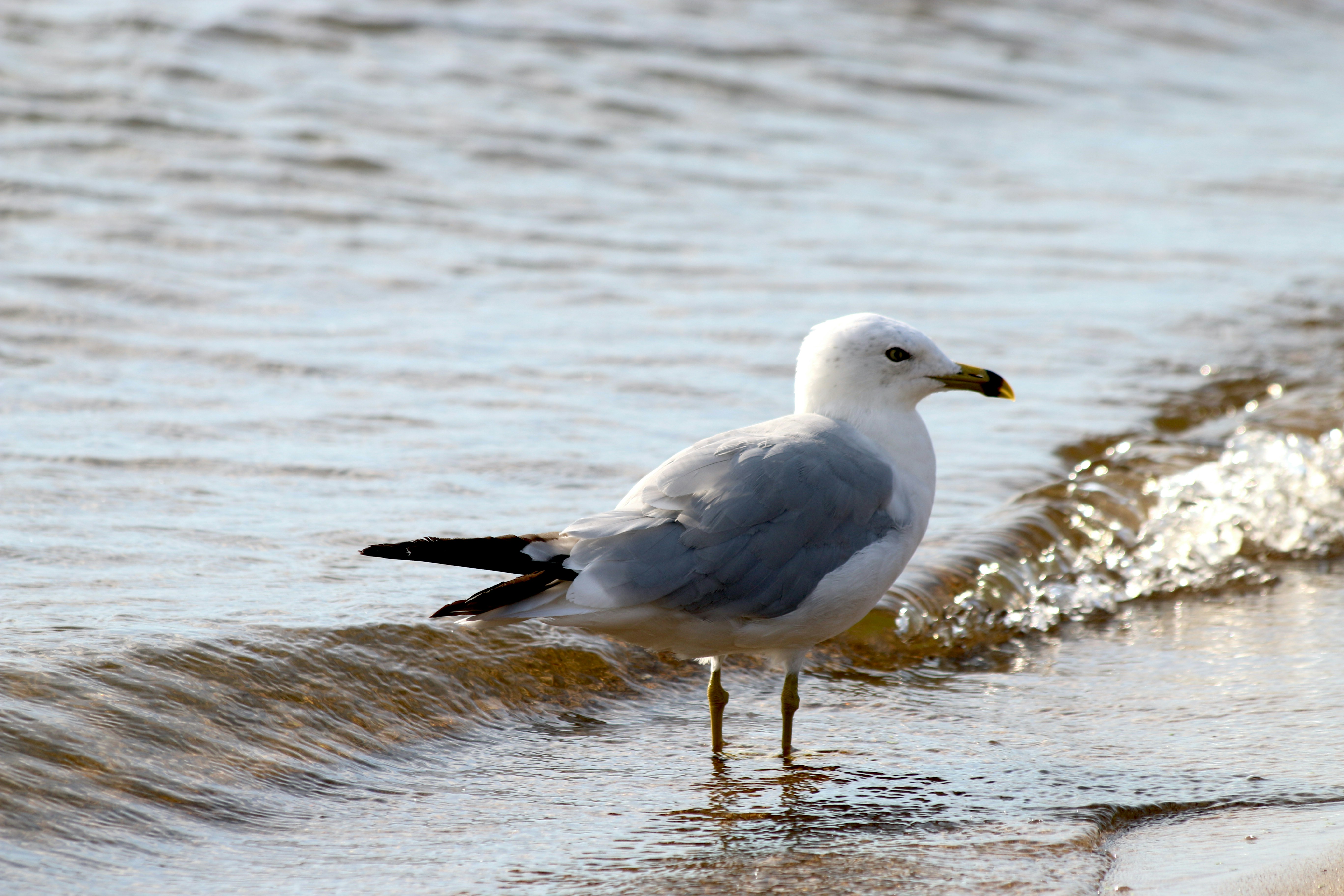 Photo by lauraseaman