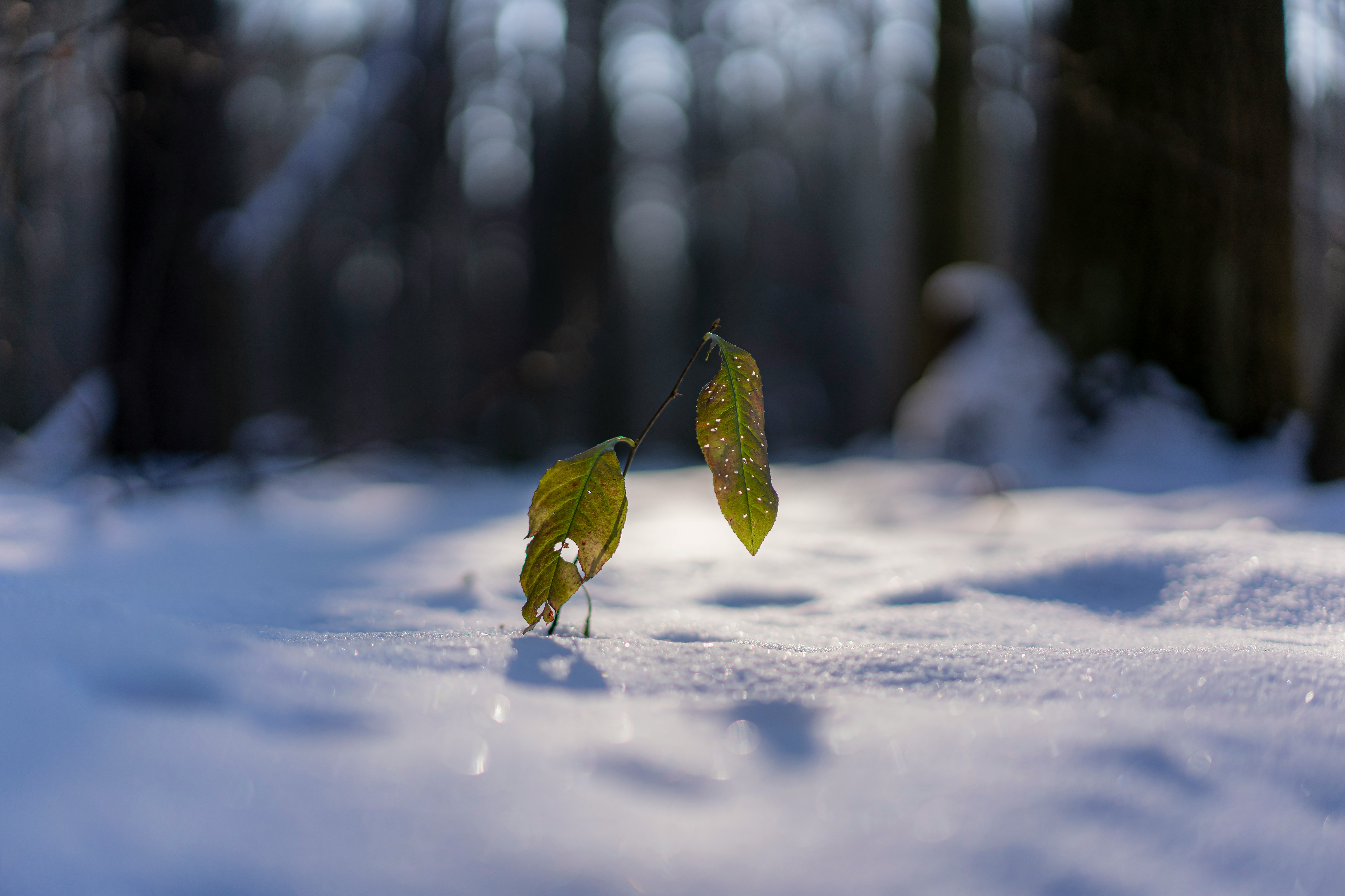green leaf on snow covered ground during daytime