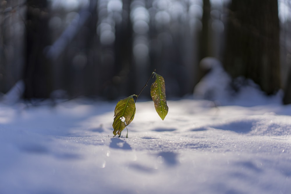 green leaf on snow covered ground during daytime