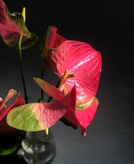 Vibrant anthurium flowers with glossy pink petals and green accents are arranged in a curving, elegant design. The flowers are set against a dark background, highlighting their rich colors and detailed textures.