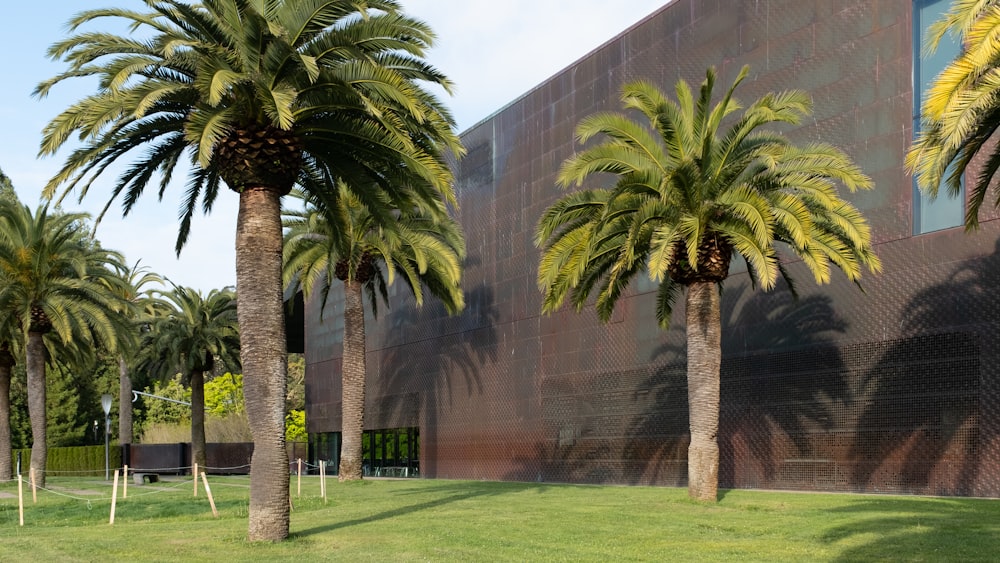 green grass field near palm trees during daytime