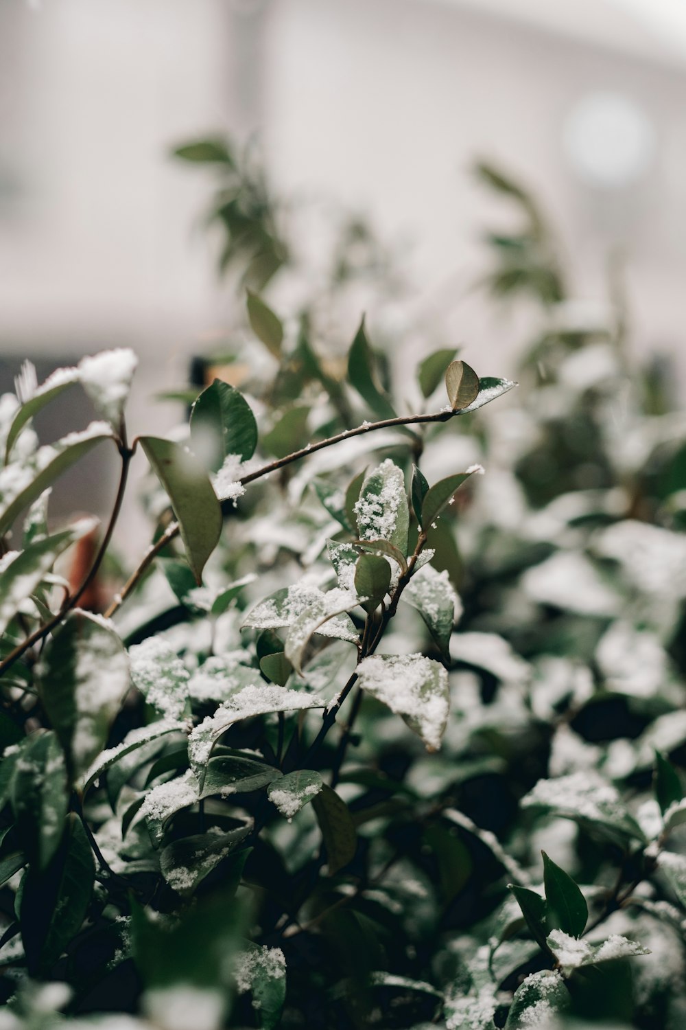 green plant with white flowers