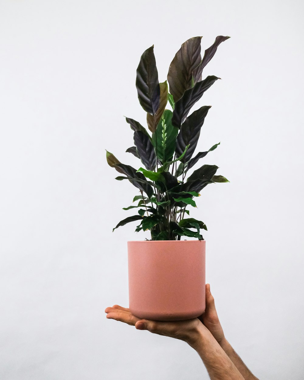 green plant on brown clay pot