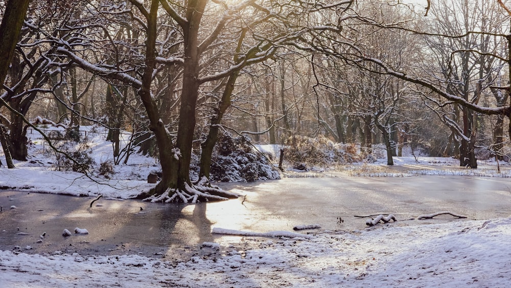 Árboles marrones en el suelo cubierto de nieve durante el día