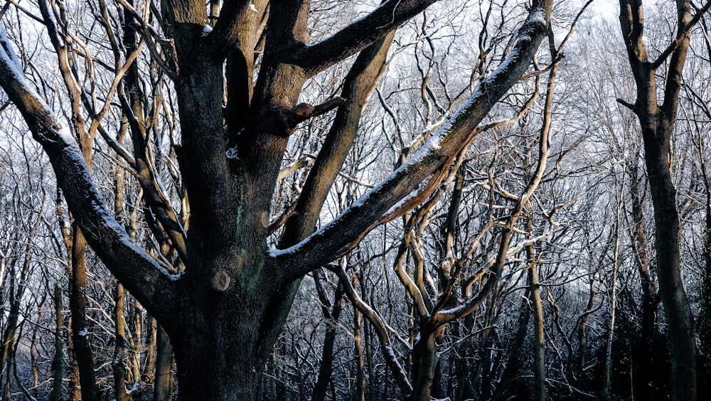 雪に覆われた地面に葉のない木