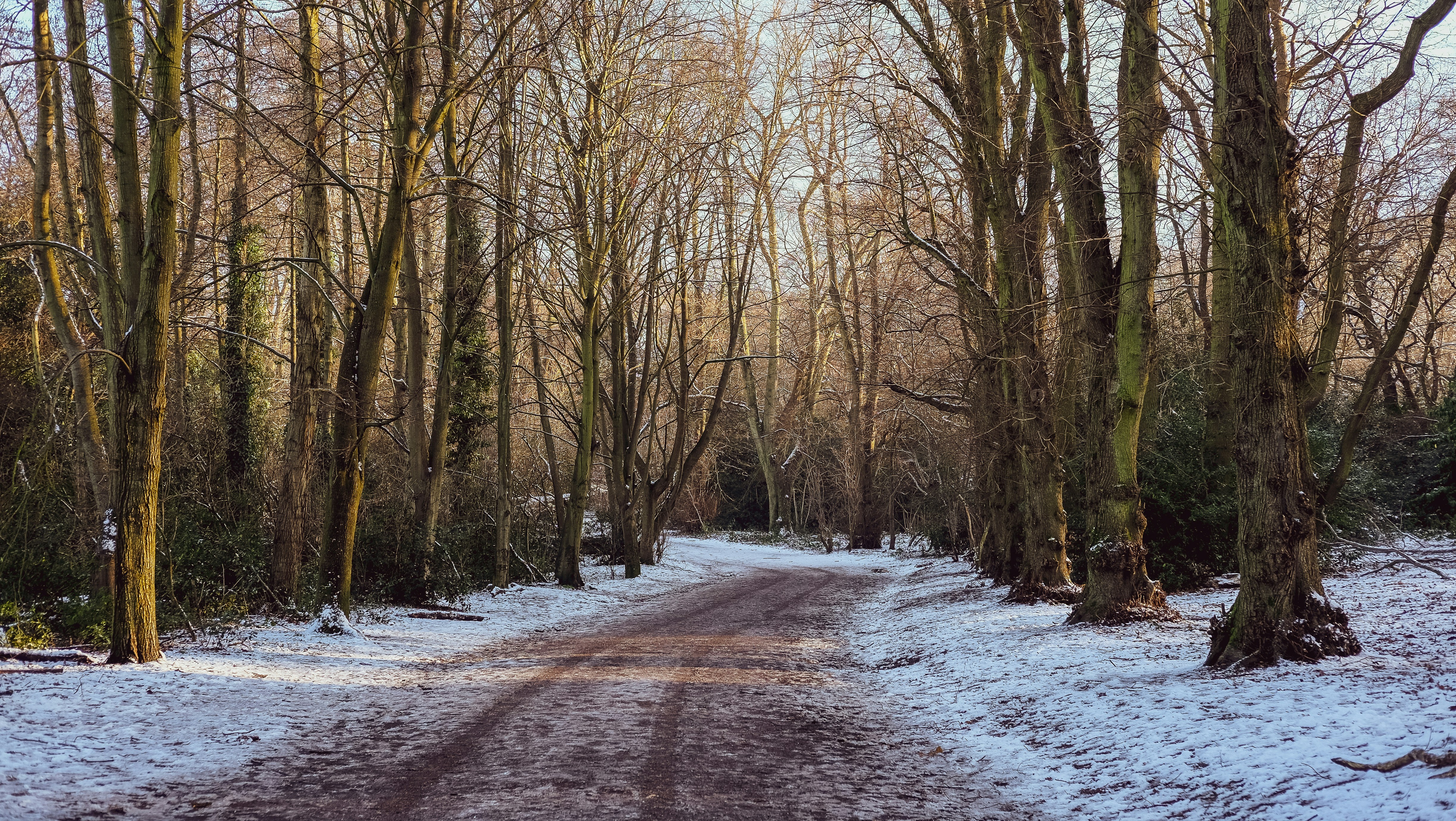 arbres bruns sur un sol enneigé pendant la journée