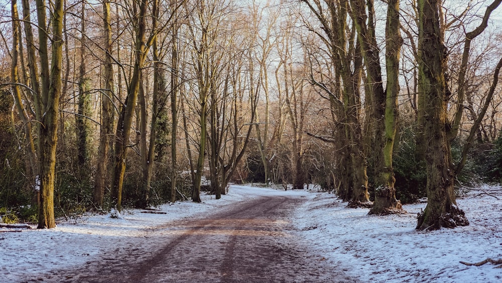 brown trees on snow covered ground during daytime