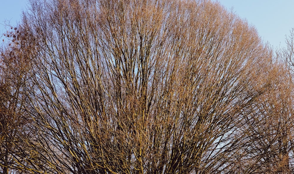 brown leafless tree under blue sky during daytime