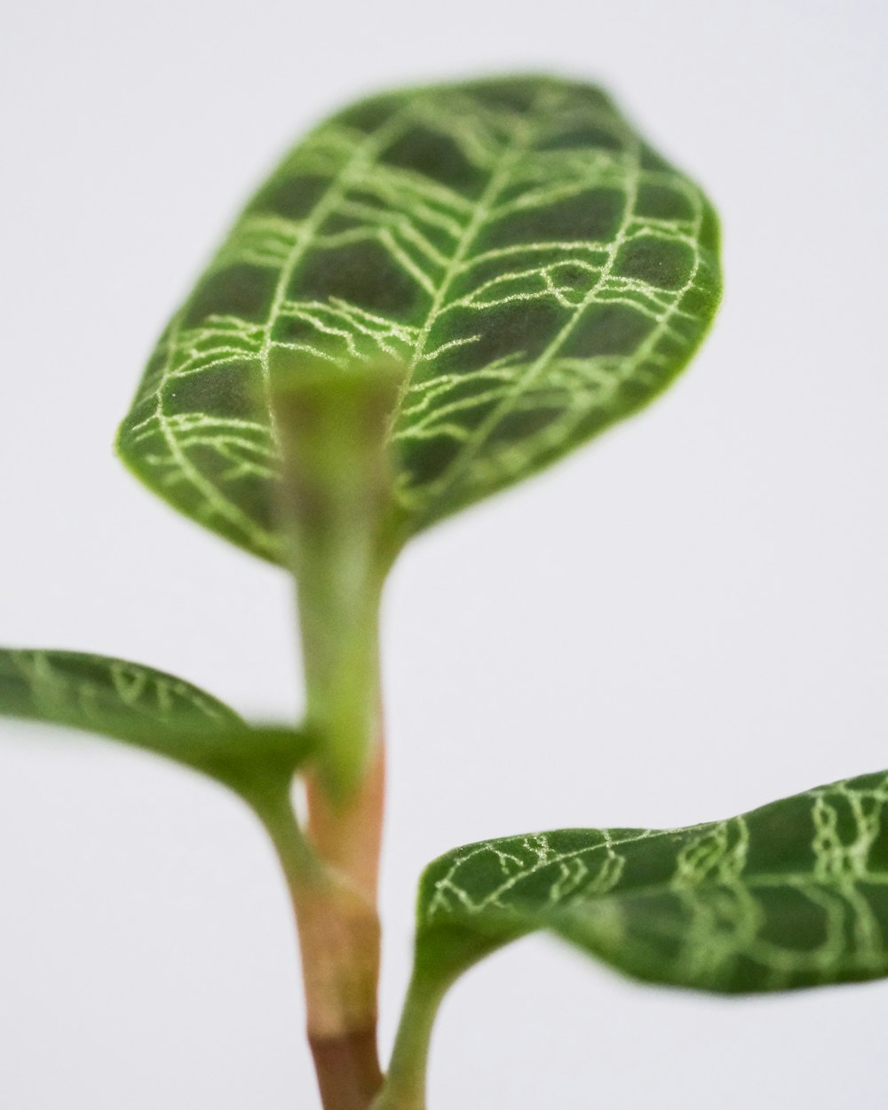 green leaf plant on white background