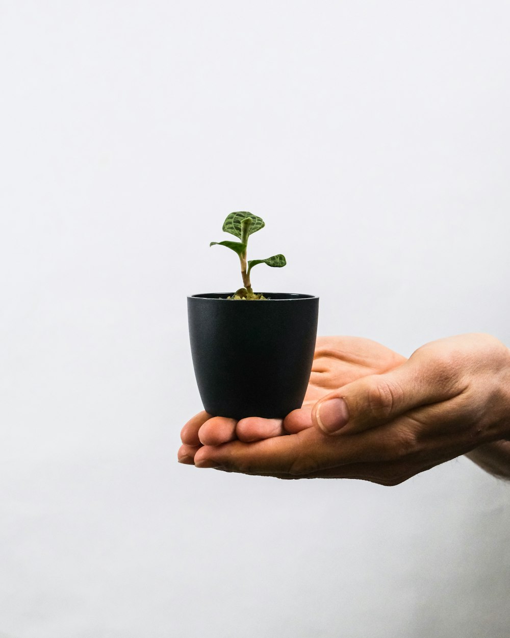 person holding green plant on blue pot