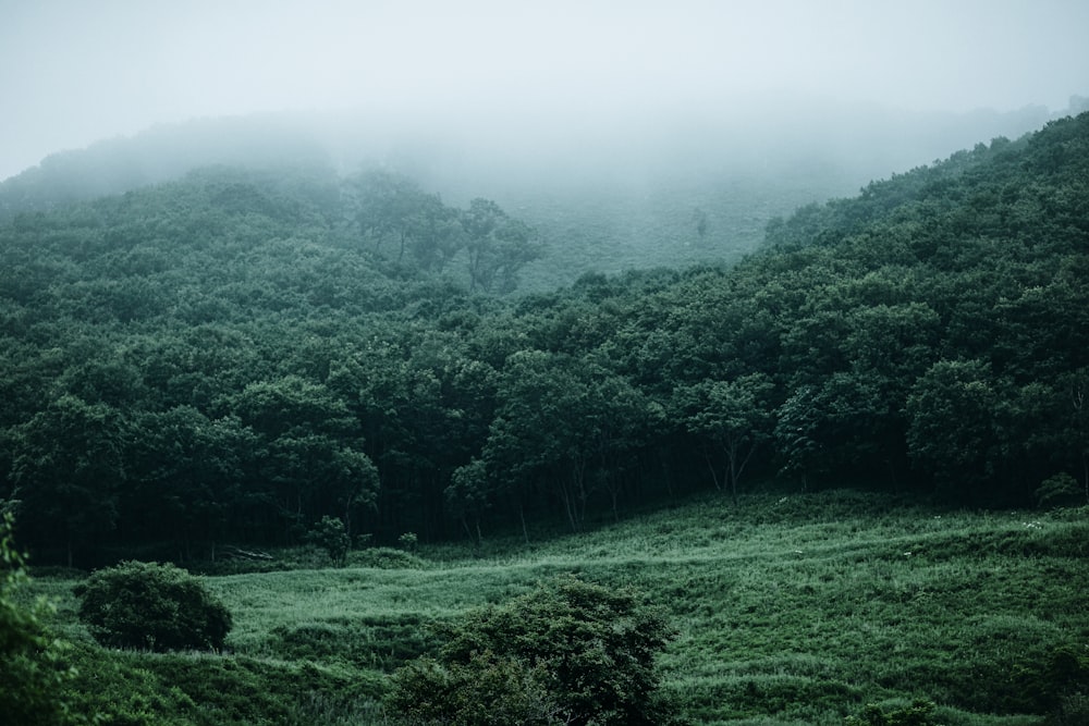 green grass field and trees covered with fog