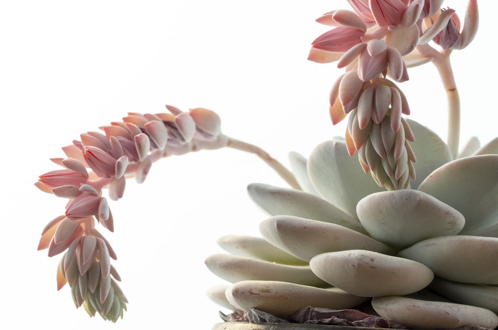 pink and white flowers on white background