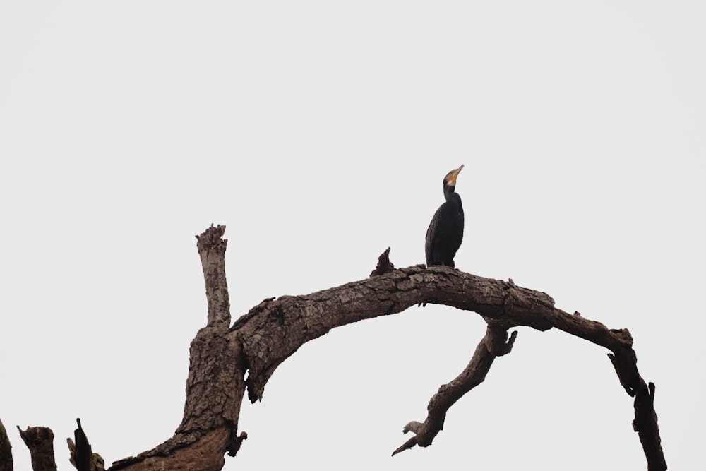 pájaro negro y amarillo en la rama marrón del árbol