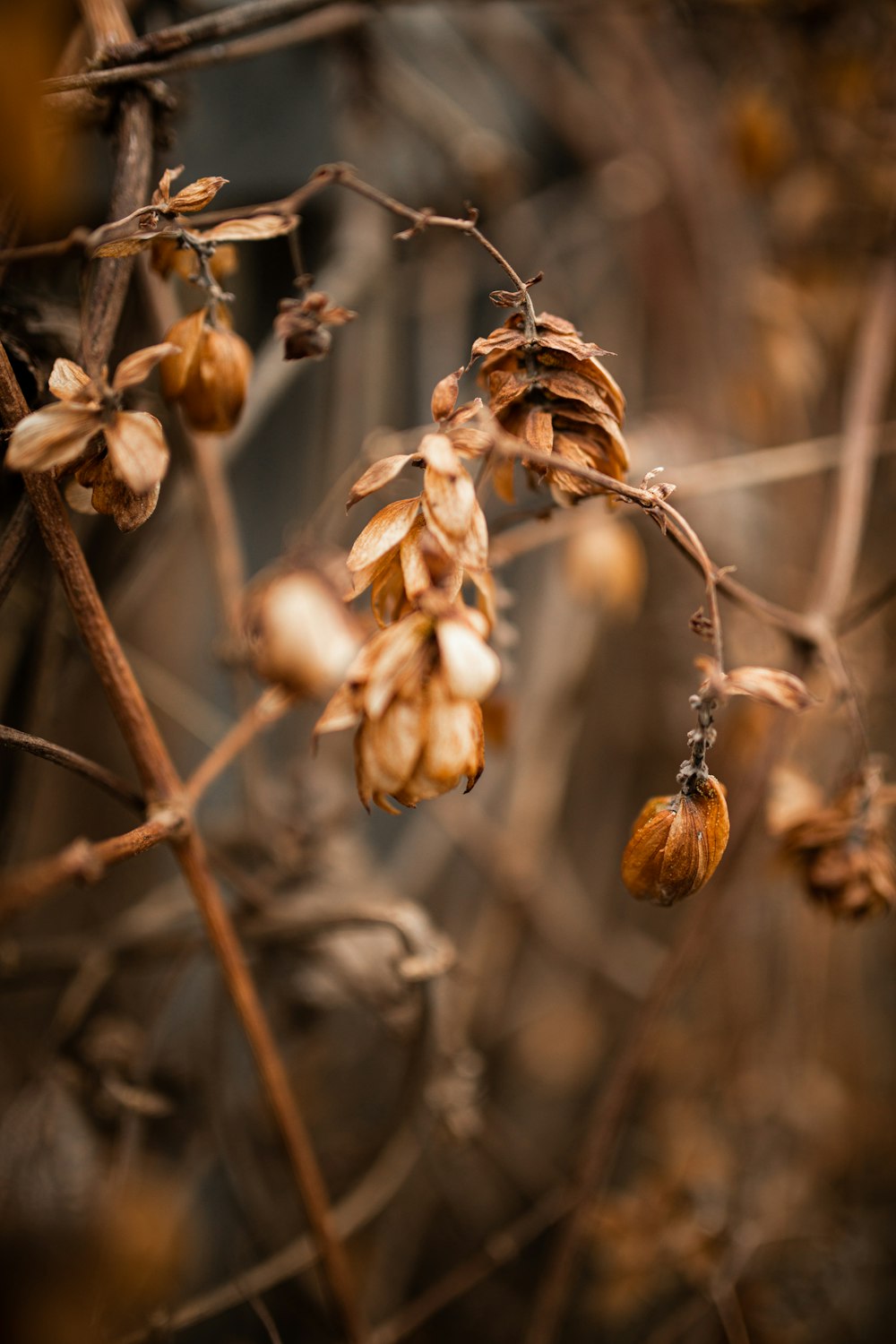 white flower buds in tilt shift lens