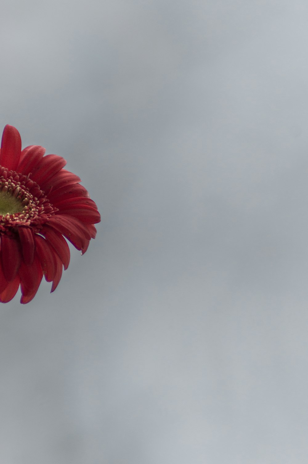 Rote Gerbera Gänseblümchen blüht tagsüber