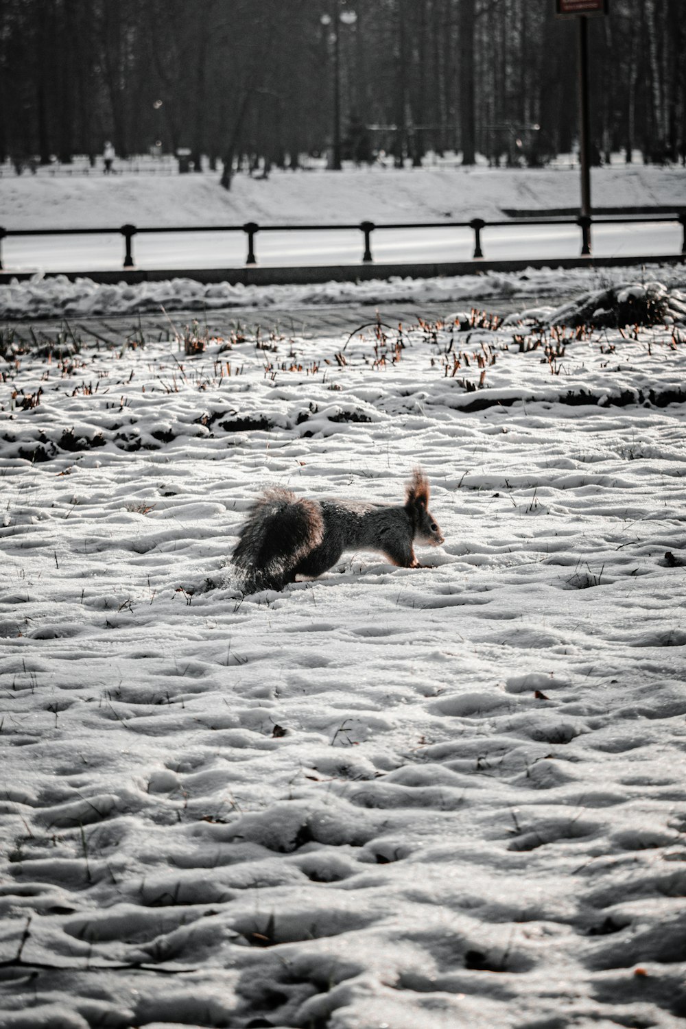 Perro marrón y blanco en suelo cubierto de nieve durante el día