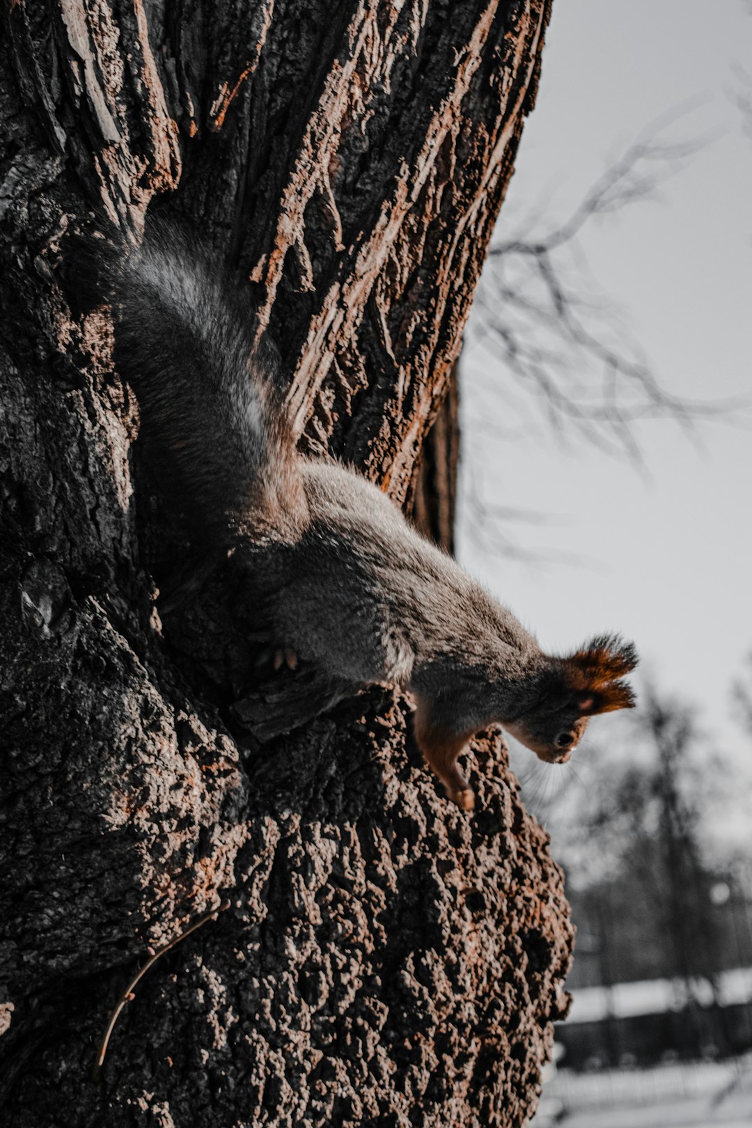 brown squirrel on brown tree during daytime