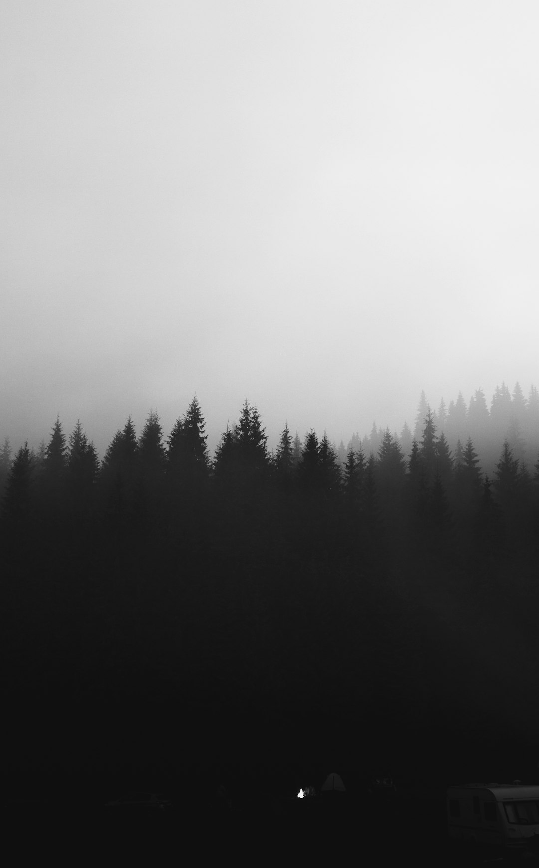 green trees under white sky