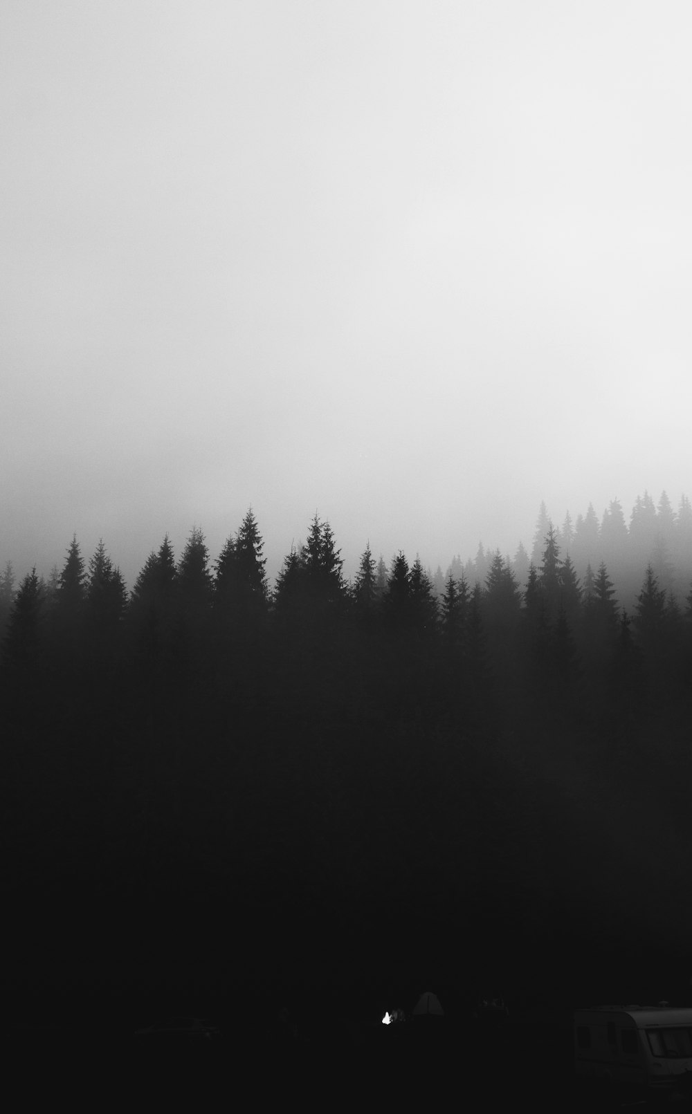 green trees under white sky