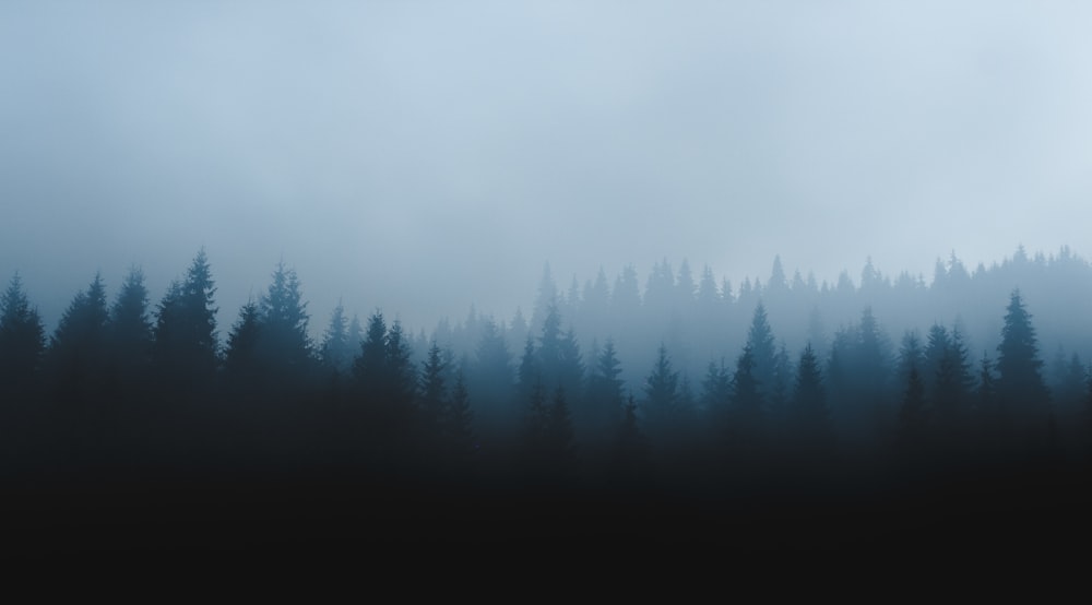 green pine trees covered with fog