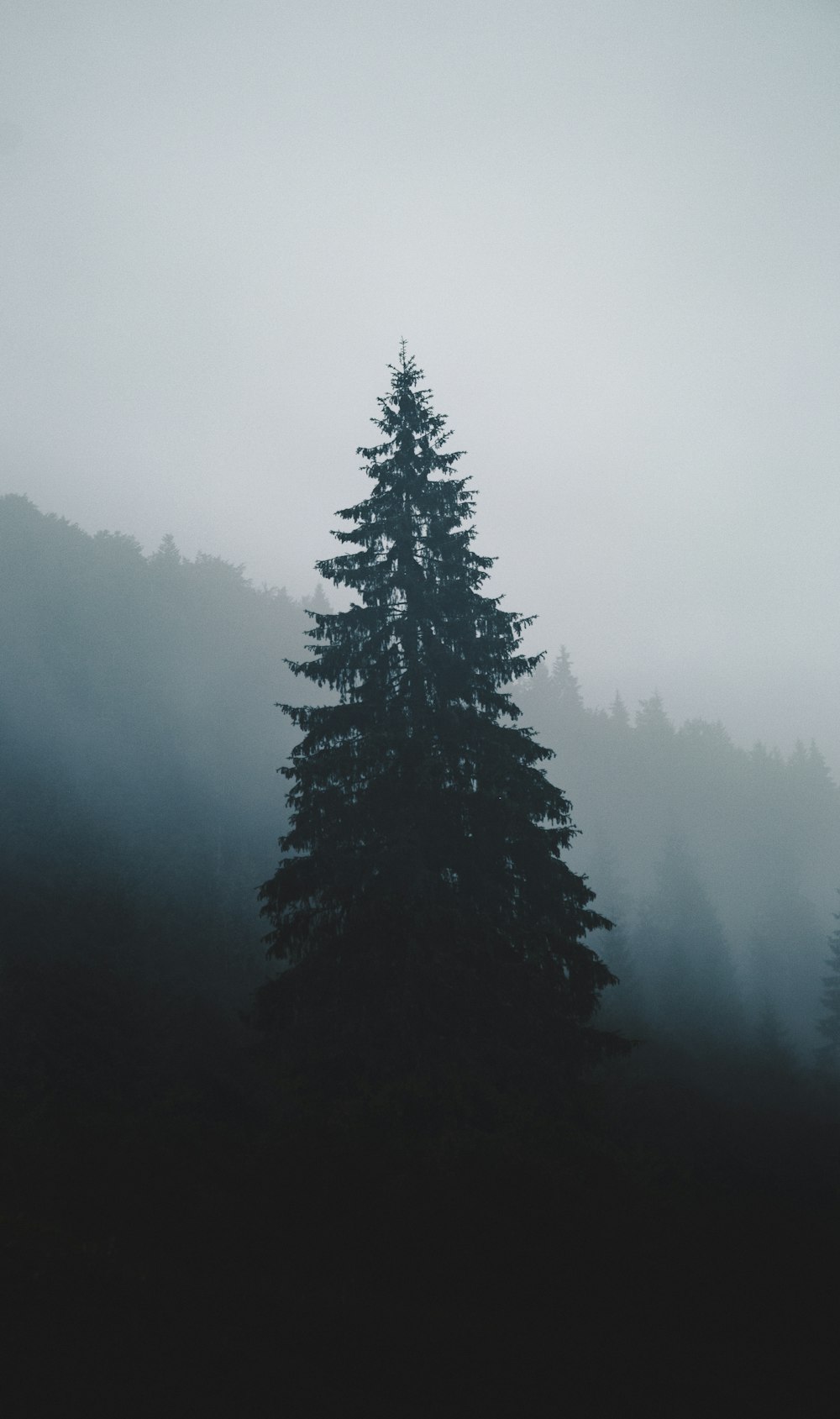 green pine tree covered with fog