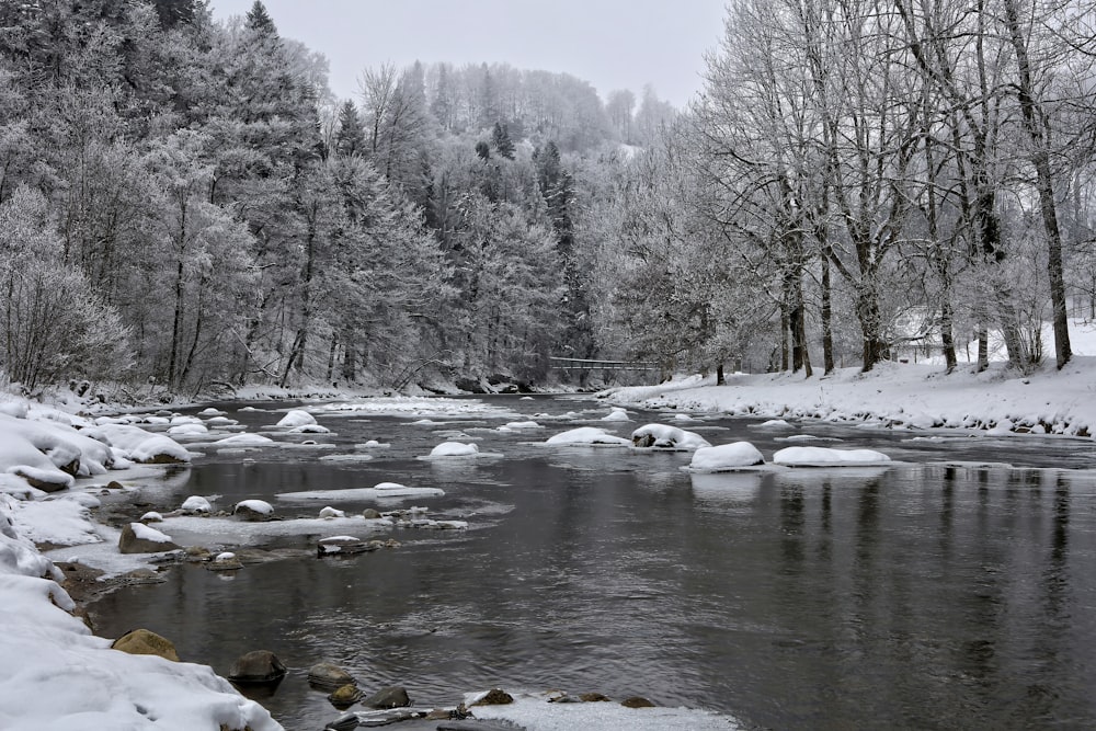 snow covered river and trees during daytime