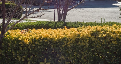 A well-maintained hedge with vibrant green and yellow leaves is positioned in front of a paved, deserted street. Bare branches from nearby trees slightly extend over the foliage, and the scene suggests a quiet, sunny day.