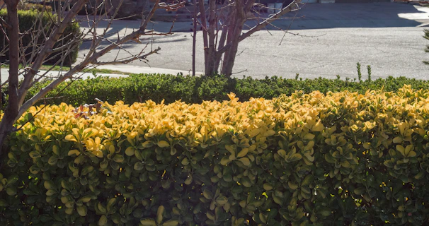 A neat summer hedge with clean lines under bright sunlight in a residential garden.