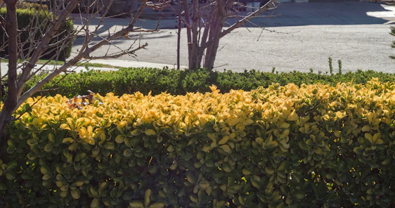 A Solano Lawn Maintenance team member carefully trimming a vibrant green hedge on a sunny day in Hackettstown.