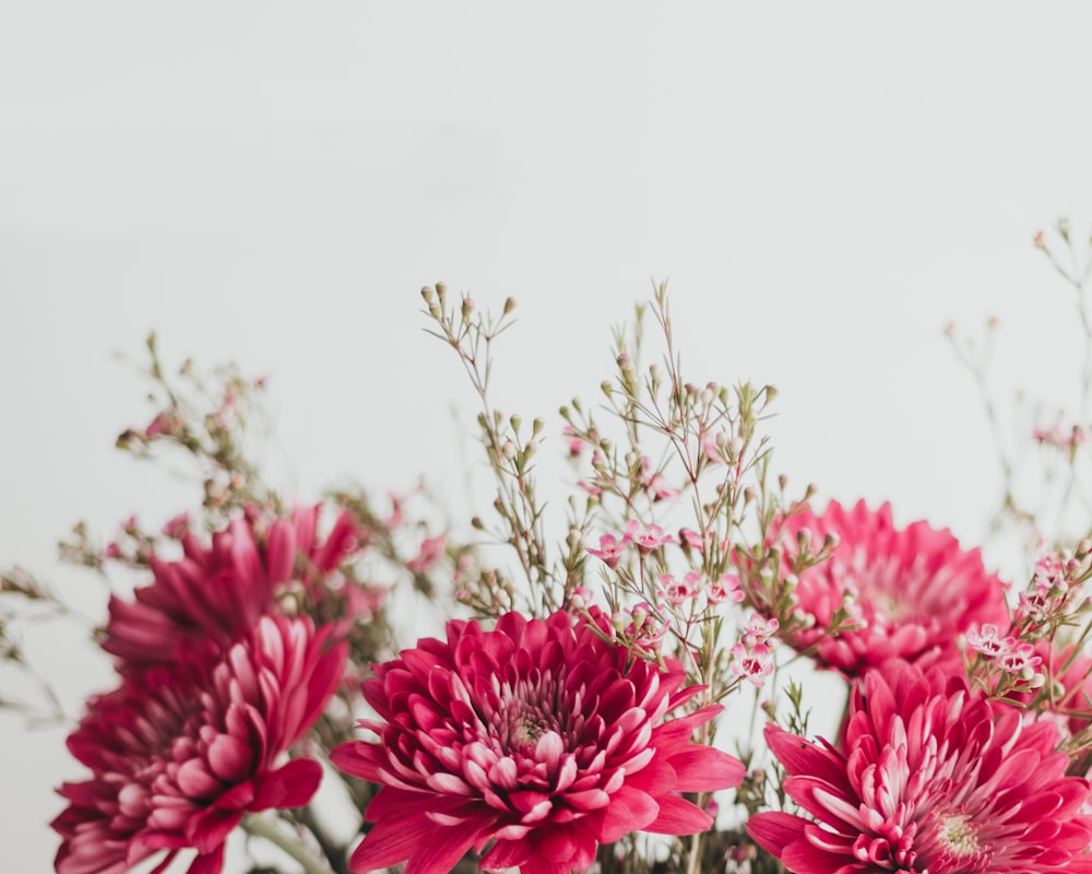 pink and white flowers in tilt shift lens