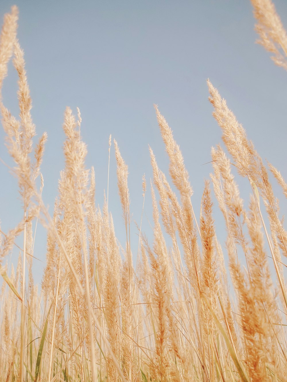 brown wheat field under blue sky during daytime