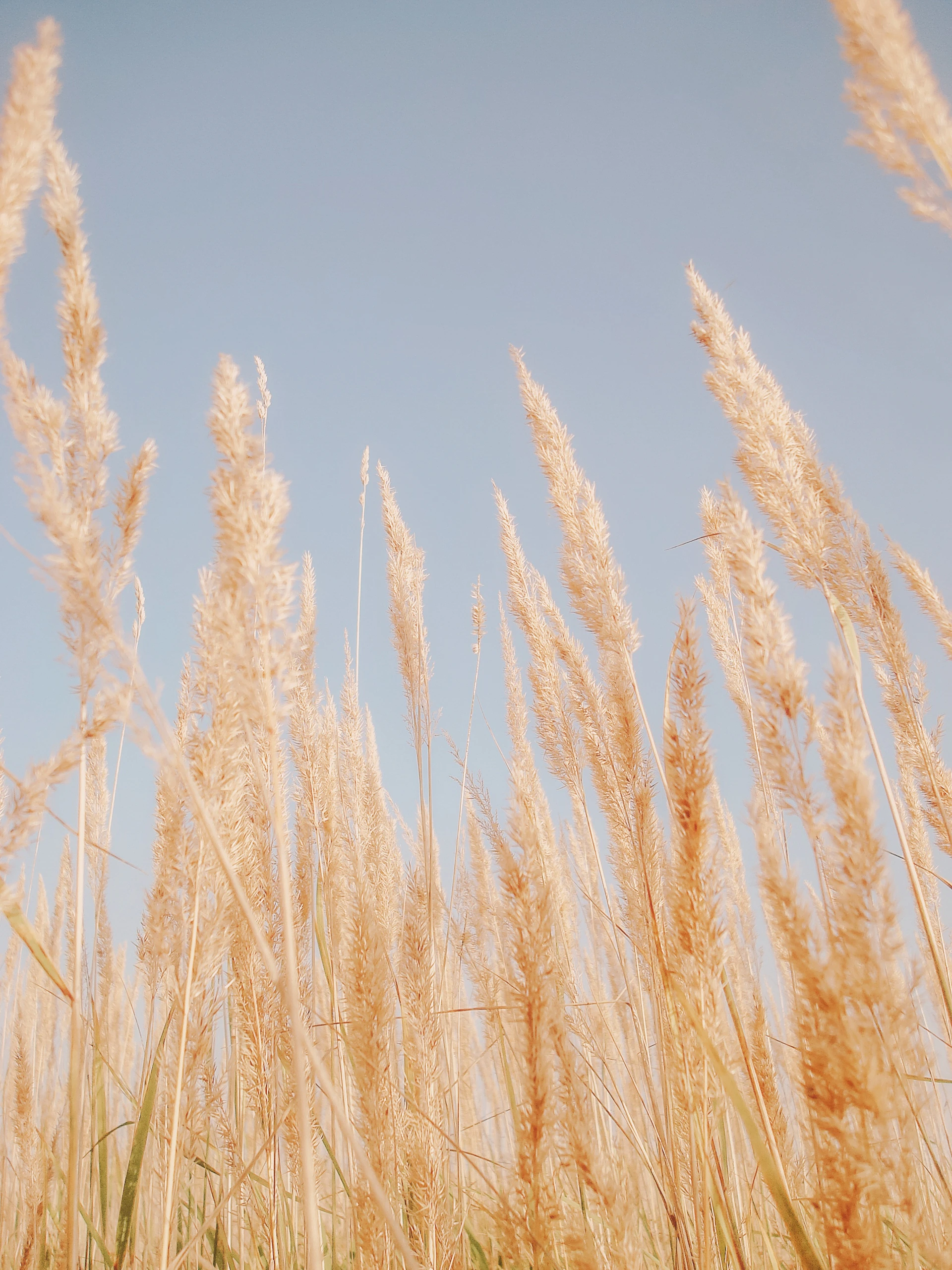brown wheat field under blue sky during daytime