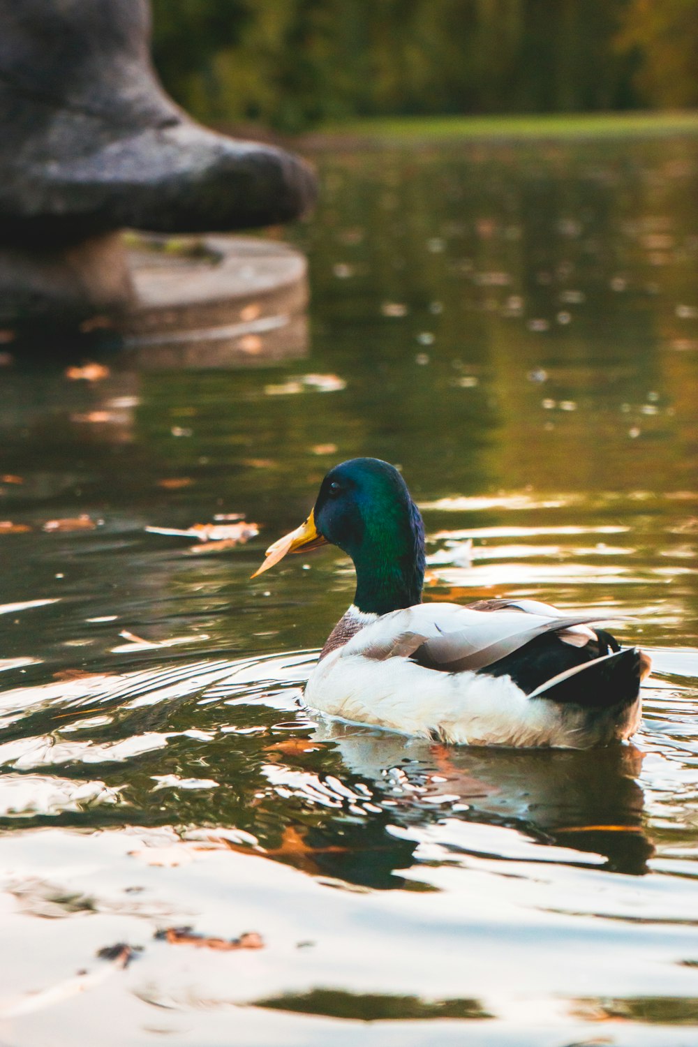 mallard duck on water during daytime