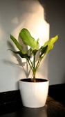 A healthy green plant with broad leaves is placed in a white pot. Sunlight casts shadows on the gray wall behind, creating a serene atmosphere. The plant sits on a dark stone surface, adding contrast to the overall composition.