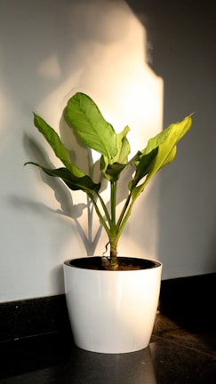 A healthy green plant with broad leaves is placed in a white pot. Sunlight casts shadows on the gray wall behind, creating a serene atmosphere. The plant sits on a dark stone surface, adding contrast to the overall composition.